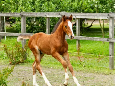 Rivermist Amelie