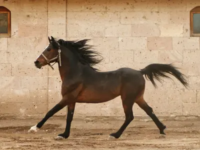 Sahara Sun