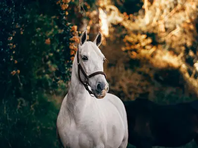 Bellissima
