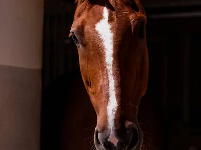Stormy Knight